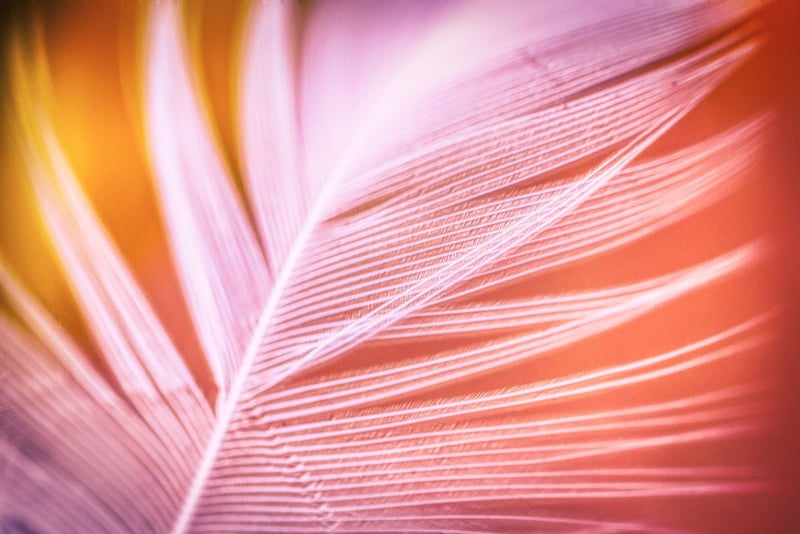 Feather image